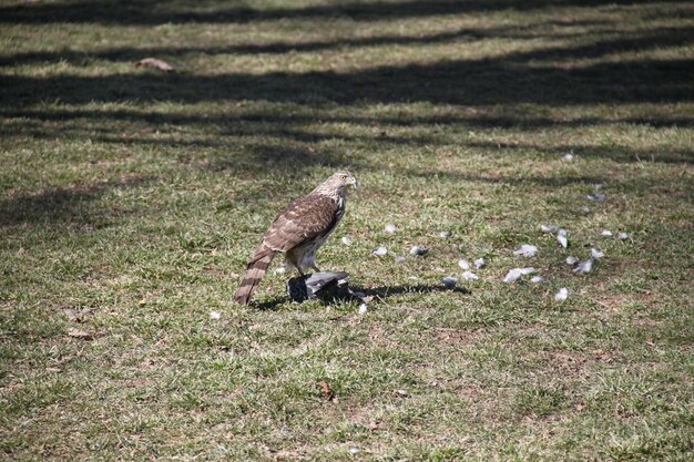 Aquila sul campo erboso durante una giornata di sole