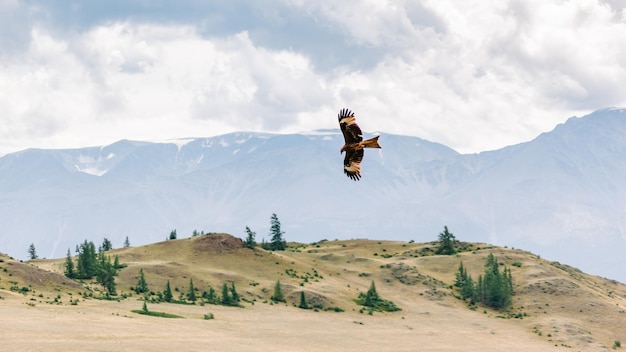 Aquila volante sopra la valle sullo sfondo di montagne e cielo Il concetto di costa e libertà di scelta