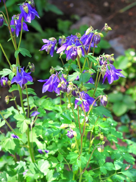 Aquilegia blu che cresce in un giardino