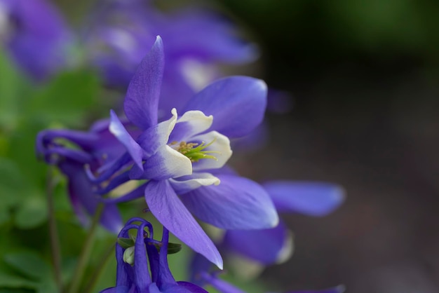 Aquilegia blu che fiorisce nel giardino. Piante perenni, paesaggistica, floricoltura.