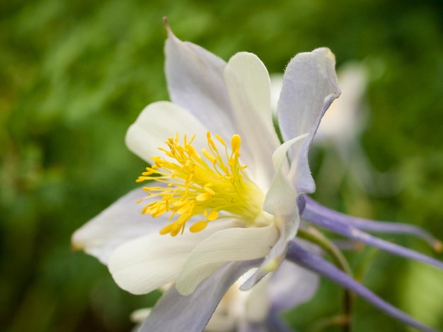 Aquilegia blu nelle montagne del Colorado.