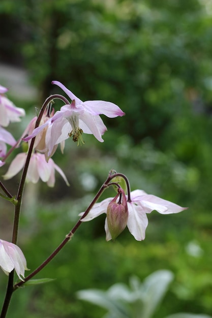 Aquilegia rosa colombina in fiore