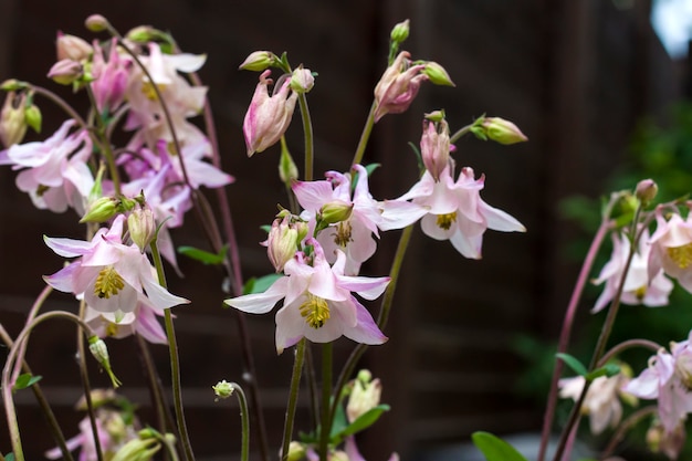 Aquilegia rosa pallido fiorisce il primo piano nel giardino di primavera