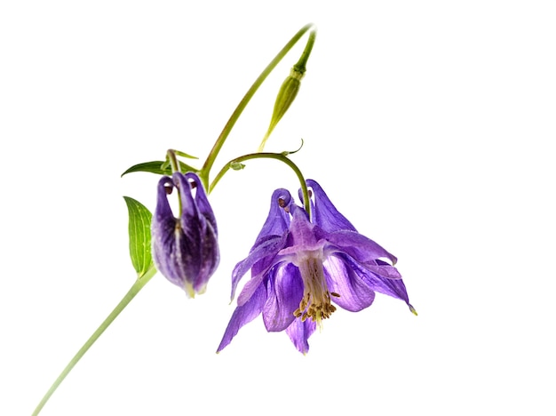 Aquilegia vulgaris davanti a sfondo bianco