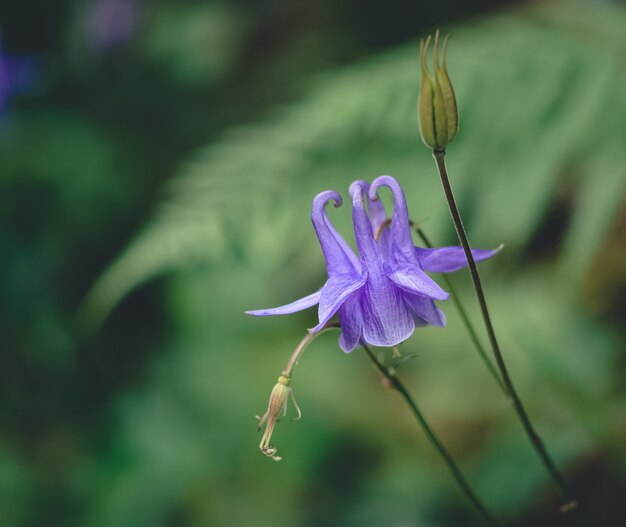 Aquilegia vulgaris fiore in natura di felci sfocate. Concetto di fiori naturali.