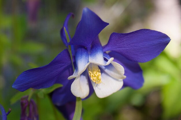 aquilegia