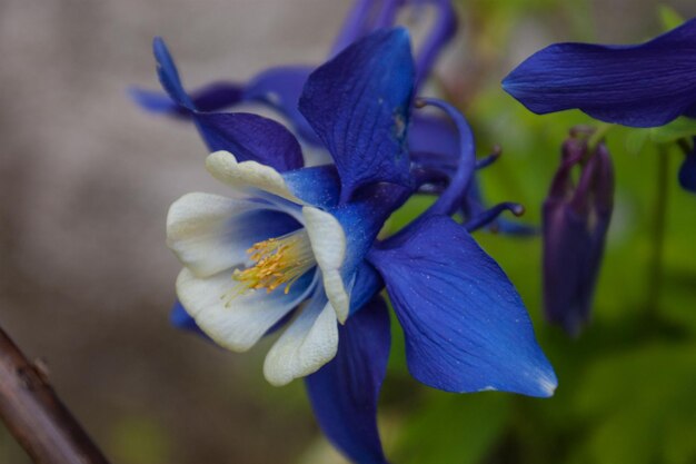 aquilegia