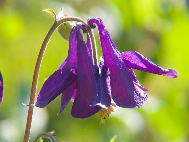 aquilegia