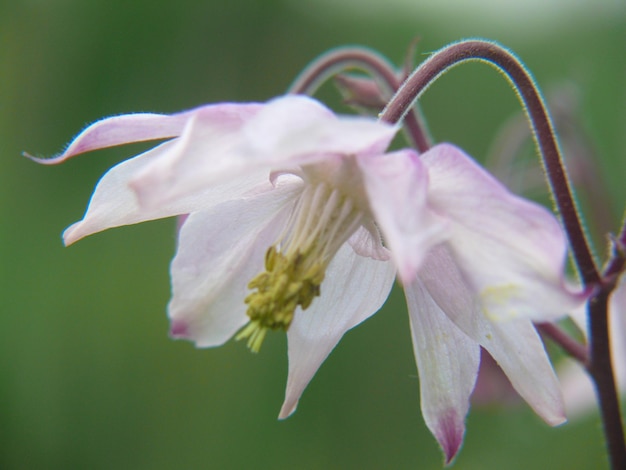 Aquilegiacollonge en charolaissaone et loirefrance