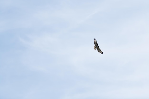 Aquilone dalle orecchie nere dell'uccello per volare in cielo