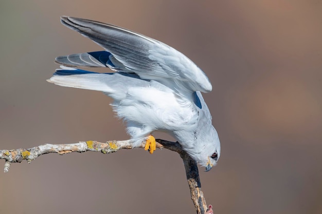 Aquilone dalle spalle nere o aquilone dalle ali nere Elanus caeruleus Siviglia Spagna