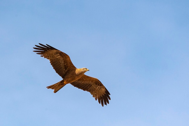 Aquilone nero Milvus migrans Ciudad Real Spagna