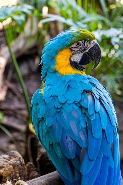 Ara ararauna blu dorato ara blu e giallo colori colori intensi bellissimo uccello appollaiato su un ramo guadalajara