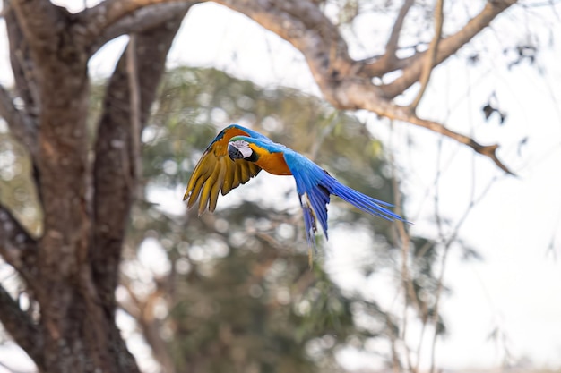 Ara blu e gialla adulta della specie Ara ararauna