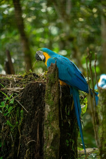 Ara blu e oro, regione amazzonica, Ecuador