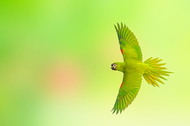 Ara dalle spalle rosse che vola su uno sfondo verde della natura