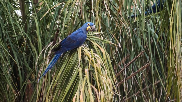 Ara Giacinto, Foresta Pantanal, Brasile