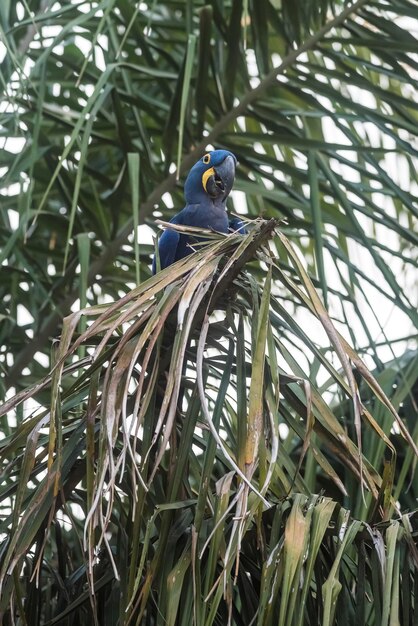 Ara Giacinto, Foresta Pantanal, Brasile