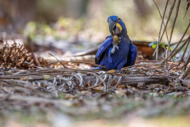 Ara giacinto su una palma nell'habitat naturale