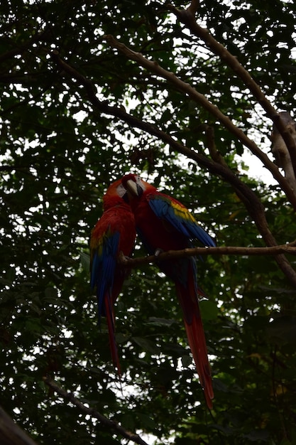 Ara rossi e blu situati nel parco storico alla periferia di Guayaquil splendidi uccelli