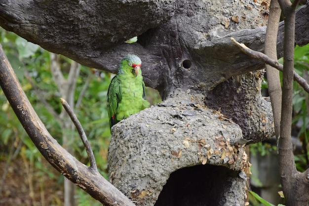 Ara verdi situati nel parco storico alla periferia di Guayaquil splendidi uccelli
