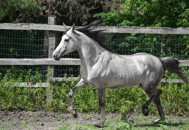 Arabian Gray Horse Walking Free.