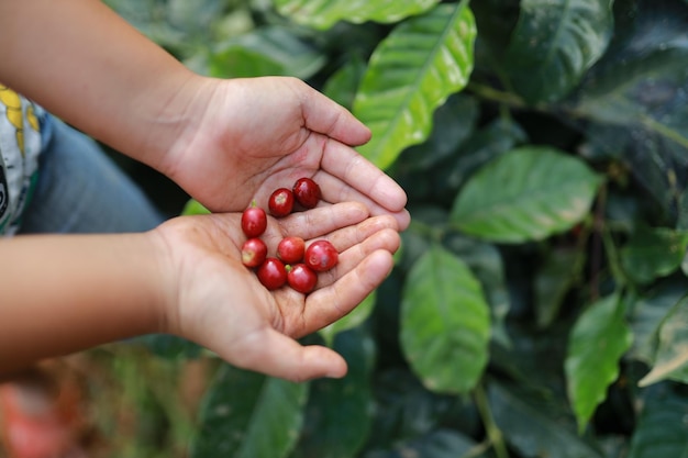 arabica coltivare fattoria biologica grano fresco crescita pianta tropicale foglia albero asia verde raccolto