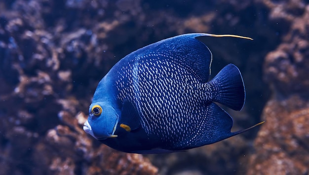 Aracana pesce ornata è sott'acqua Vista ravvicinata Vita nell'oceano