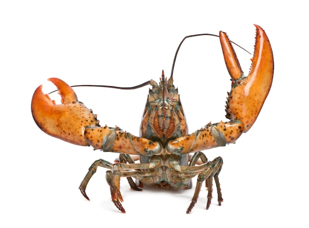 Aragosta americana, Homarus americanus,