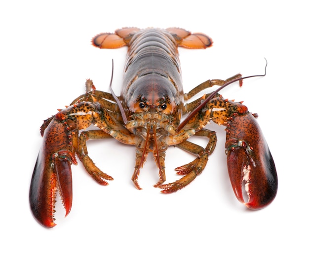 Aragosta americana, Homarus americanus,