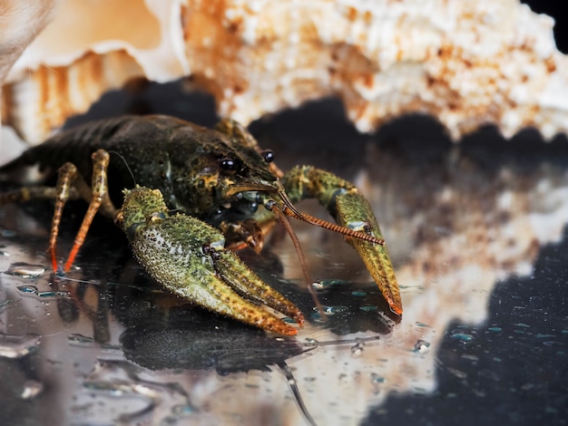 aragosta in acqua