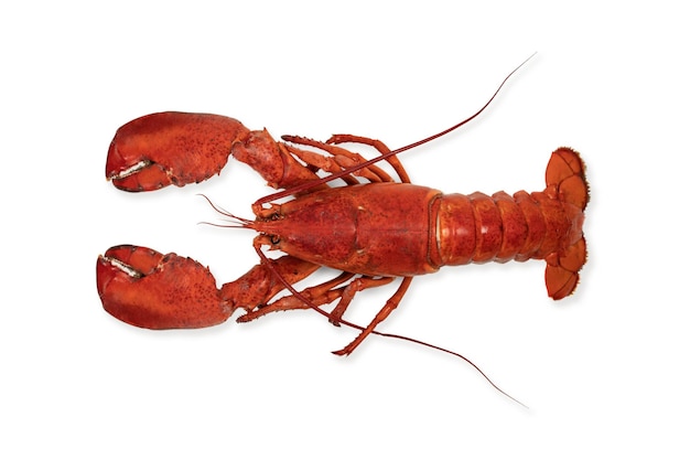 Aragosta isolata su uno sfondo bianco come frutti di mare freschi o concetto di cibo per crostacei come un completo crostaceo con guscio rosso in una vista dall'alto isolato su un bianco