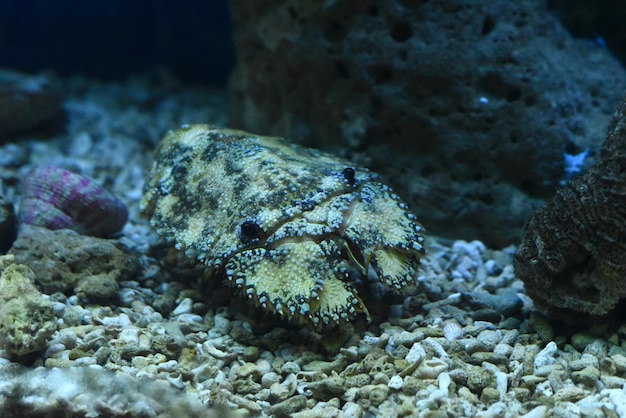 Aragosta pantofola in acquario da vicino