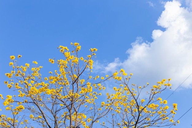 Araguaney sbocciato sotto il cielo blu Handroanthus chrysanthus