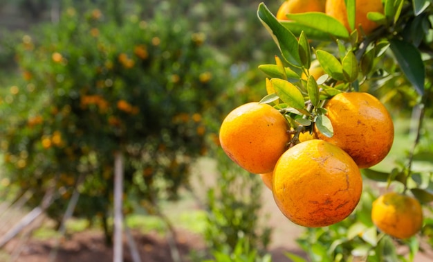 Arance fresche In attesa di raccolta in agricoltura biologica