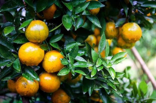 arance fresche mature che appende sull&#39;albero nel frutteto arancione