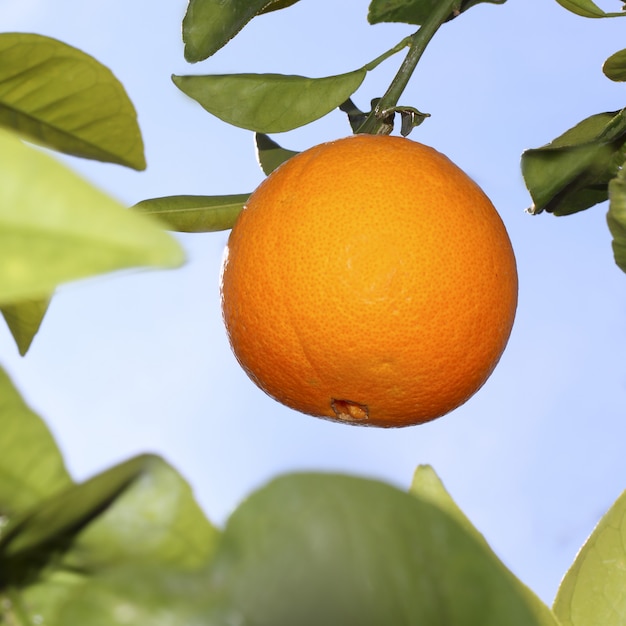 arance frutta su un albero di arancio con il cielo