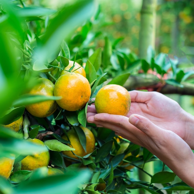 Arance mature e fresche che appendono sul ramo, frutteto arancione