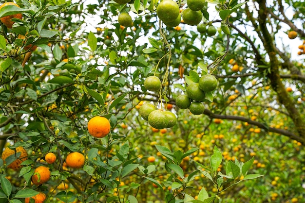 Arance sull'albero pronte per la raccolta. Arancio ombelico, Citrus sinensis o noto come Limau Madu