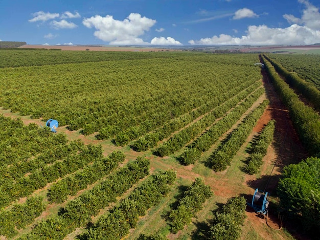 Aranceto.Bellissimi aranceti nella campagna brasiliana