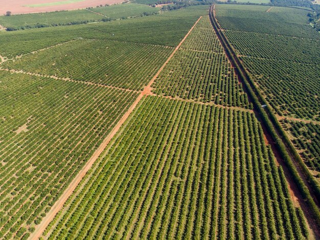 ArancetoSplendidi aranceti nella campagna brasiliana