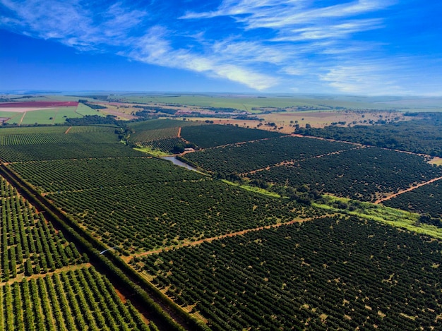 ArancetoSplendidi aranceti nella campagna brasiliana