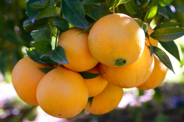 Aranci con le arance che crescono nella giornata mediterranea soleggiata