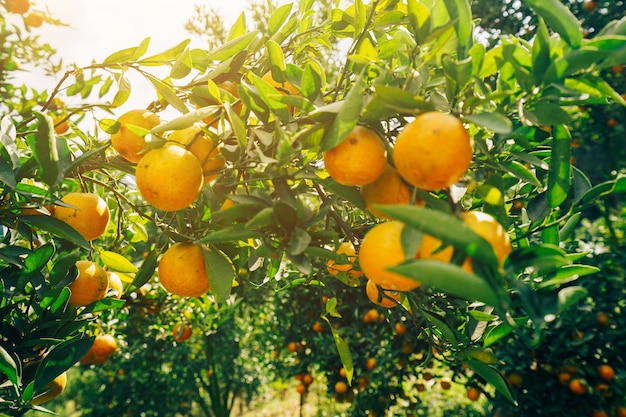 aranci in giardino