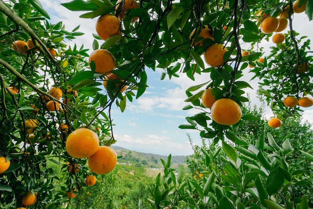 aranci in giardino