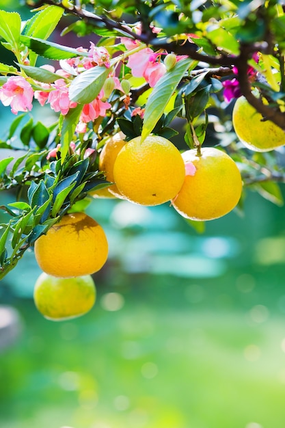 Aranci nel giardino