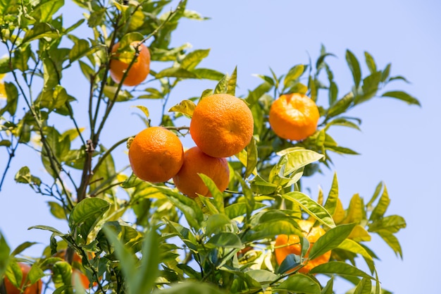 Arancio alla luce solare di giorno