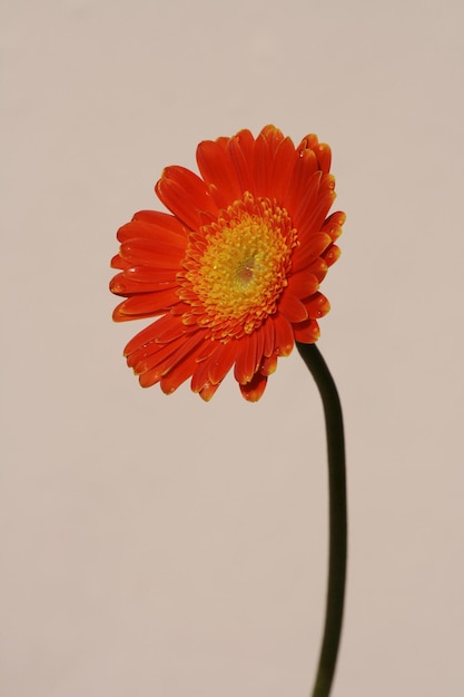 Arancio Barbeton Daisy o Gerbera jamesonii