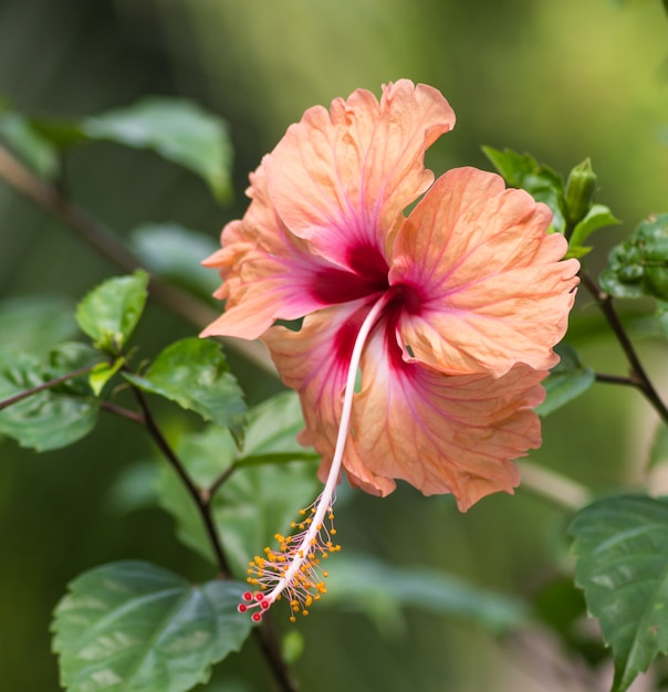 Arancio con fiore di ibisco centrale viola