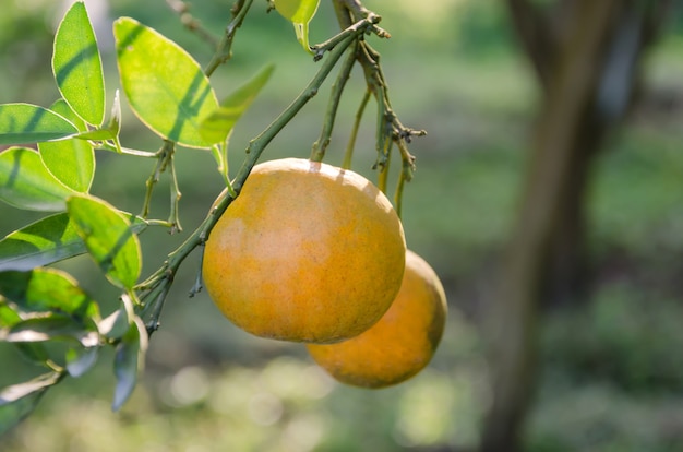 Arancio con frutti maturi